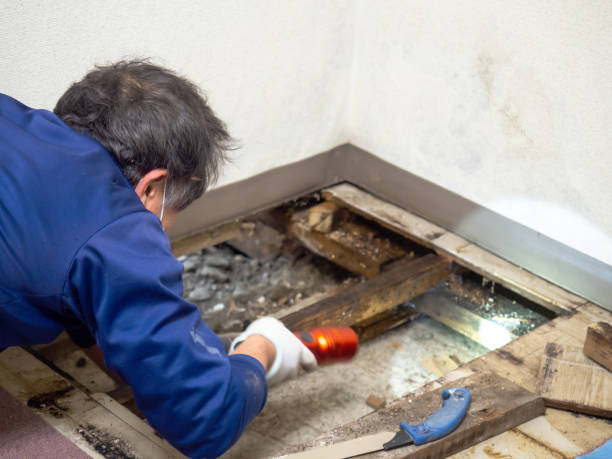 Best Office Mold Removal Services  in Sunray, TX