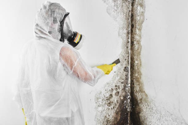 Home Mold Removal in Sunray, TX