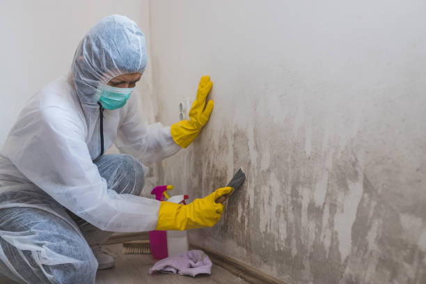 Best Mold Cleaning Services  in Sunray, TX