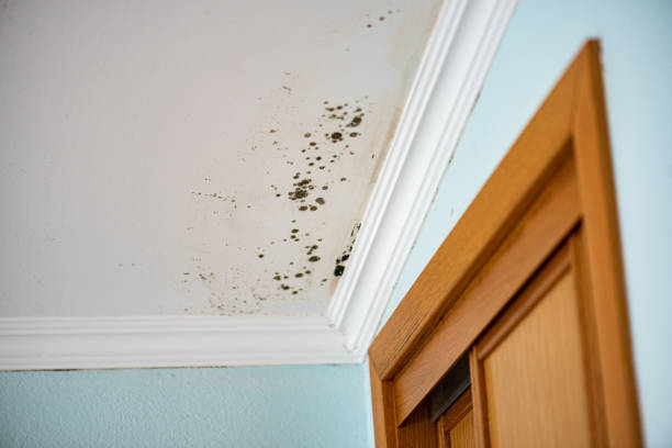 Best Commercial Mold Removal  in Sunray, TX