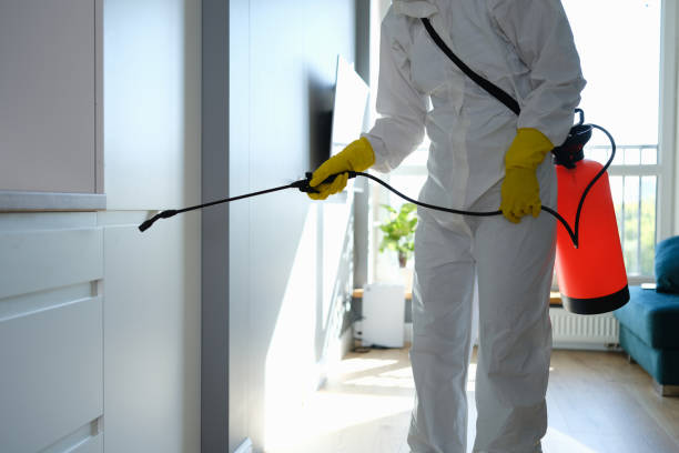 Best Certified Mold Removal  in Sunray, TX