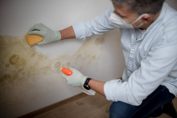 Best Best Mold Removal Companies  in Sunray, TX