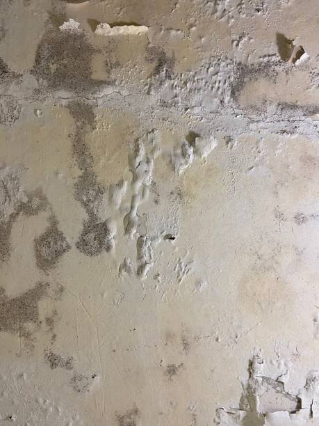 Best Mold Removal Near Me  in Sunray, TX