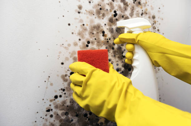 Trusted Sunray, TX Mold Removal Experts