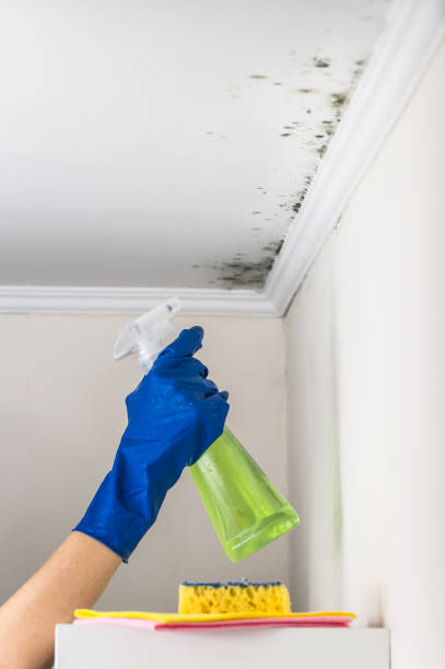 Best Black Mold Removal  in Sunray, TX