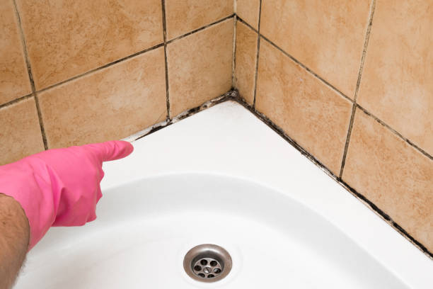 Best Black Mold Removal  in Sunray, TX