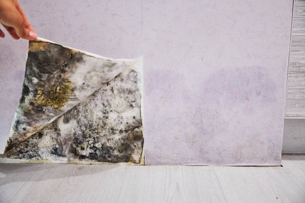 Best Residential Mold Removal  in Sunray, TX